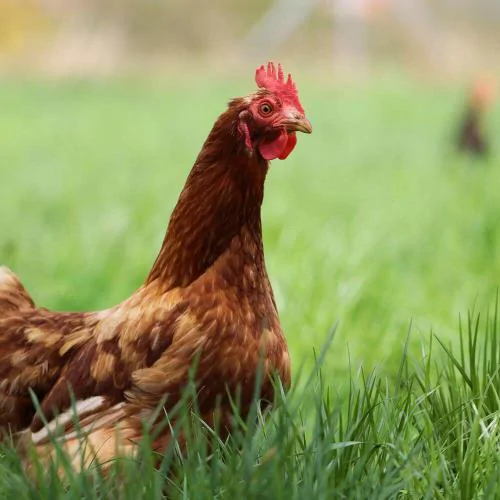 Kippen en kleine dieren