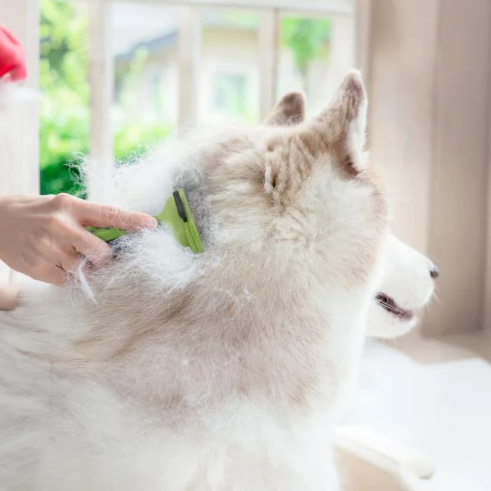 ReaVET Ondervacht kam voor honden en katten (M)