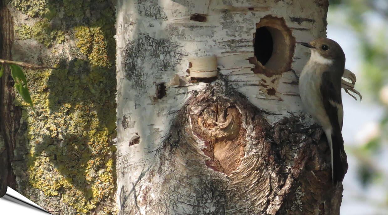 Nestkasten bij Vogelhuisje.com |Een nieuw (T)huis
