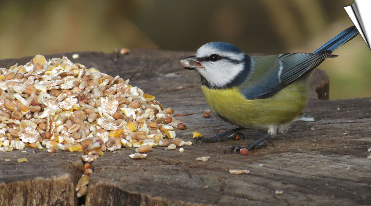 Onkruidvrij vogelvoer bij Vogelhuisje.com