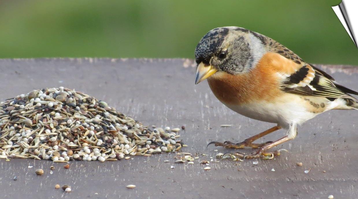 Speciaal vogelvoer bij Vogelhuisje.com