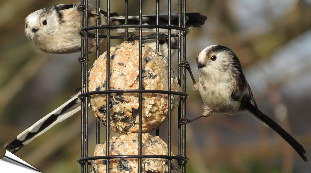 Premium vetbollen bij Vogelhuisje Onlineshop