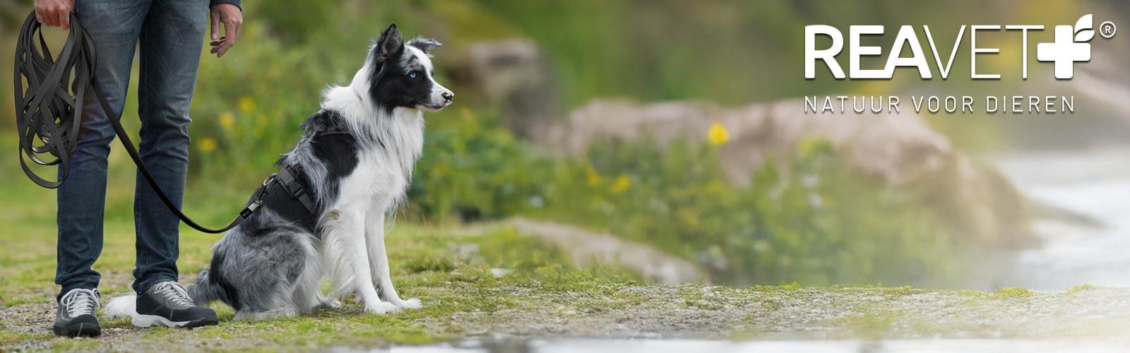 Lange hondenriem - Maximale vrijheid voor jouw hond! Lange hondenriem - Maximale vrijheid voor jouw hond!