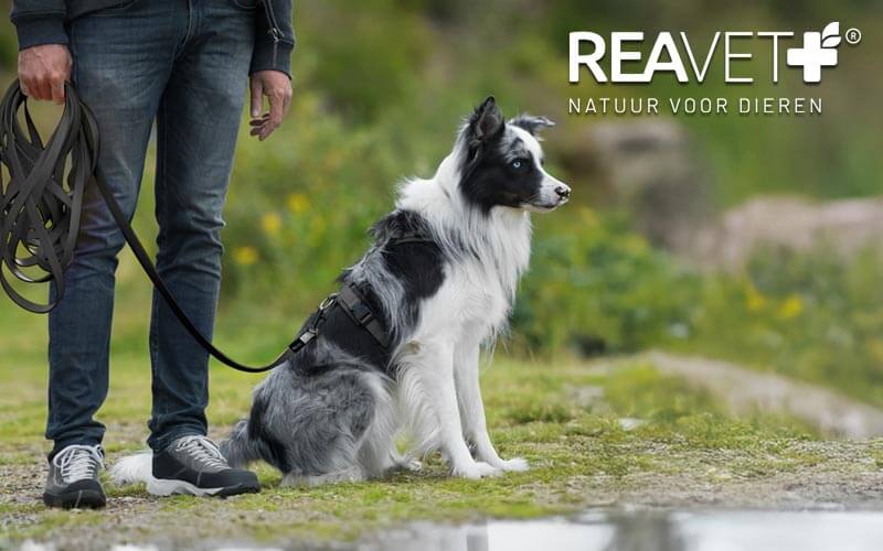 Lange hondenriem - Maximale vrijheid voor jouw hond! Lange hondenriem - Maximale vrijheid voor jouw hond!