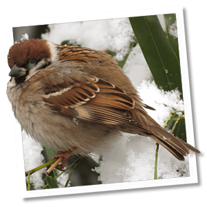 De ringmus zet zijn veren op om zich te beschermen tegen de kou De ringmus zet zijn veren op om zich te beschermen tegen de kou