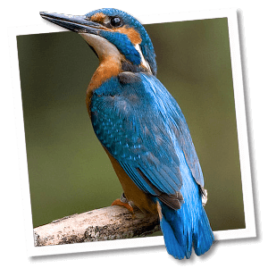 IJsvogel (Alcedo atthis) - Foto: &copy; www.birdphoto.nl