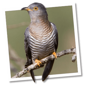 Koekoek (Cuculus canorus) - Foto: © www.birdphoto.nl