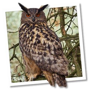 Oehoe (Bubo bubo) - Foto: &copy; www.birdphoto.nl