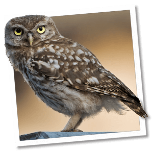 Steenuil (Athene noctua) - Foto: &copy; www.birdphoto.nl