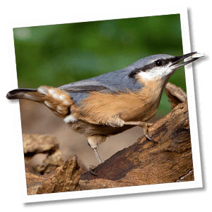 Kleiber (Sitta europaea) - Foto: © www.birdphoto.nl Kleiber (Sitta europaea) - Foto: © www.birdphoto.nl