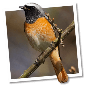 Gartenrotschwanz (Phoenicurus phoenicurus) - Foto: © www.birdphoto.nl Gartenrotschwanz (Phoenicurus phoenicurus) - Foto: © www.birdphoto.nl