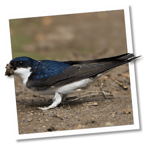 Huiszwaluw (Delichon urbicum) - Foto: © www.birdphoto.nl Huiszwaluw (Delichon urbicum) - Foto: © www.birdphoto.nl