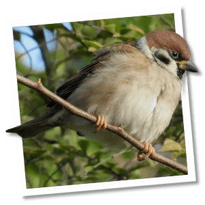 Ringmus (Passer montanus)