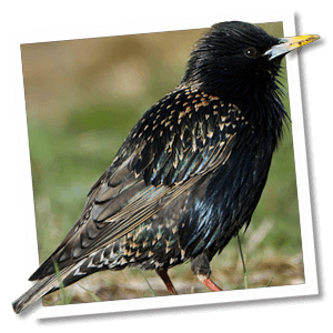 Star (Sturnus vulgaris) - Foto: © www.birdphoto.nl Star (Sturnus vulgaris) - Foto: © www.birdphoto.nl